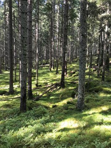 Schwedischer Waldhof -Marie- In Einsamer Lage Åmål 外观 照片